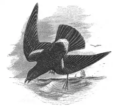 Wilson's Petrel