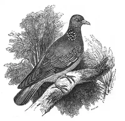 Wood-pigeon