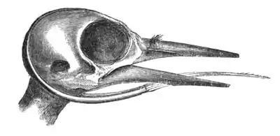 Skull of Woodpecker