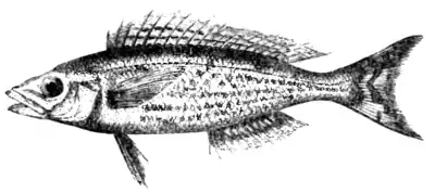 Natural History, Fishes p 105.png