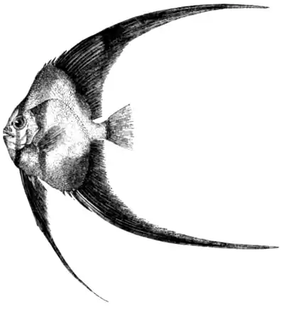 Natural History, Fishes p 107.png