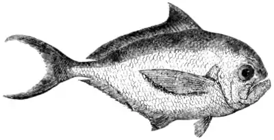 Natural History, Fishes p 114.png