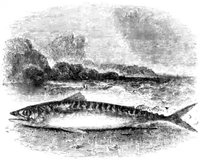 Natural History, Fishes p 129.png