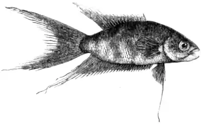 Natural History, Fishes p 152.png