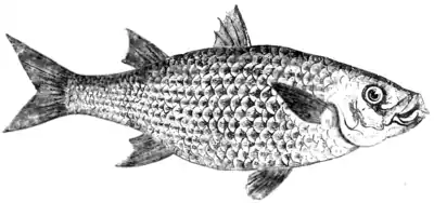 Natural History, Fishes p 156.png