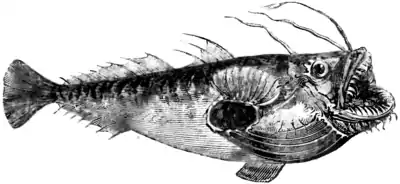 Natural History, Fishes p 180.png