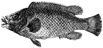 Natural History, Fishes p 189.png