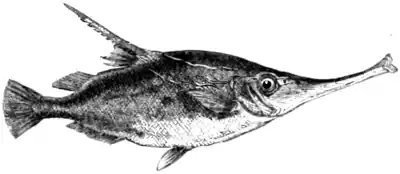 Natural History, Fishes p 195.png