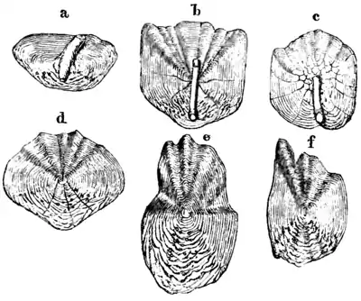 Natural History, Fishes p 211.png