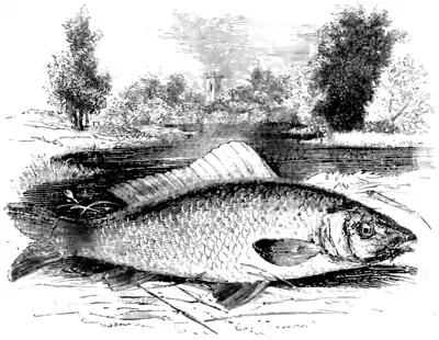 Natural History, Fishes p 215.png