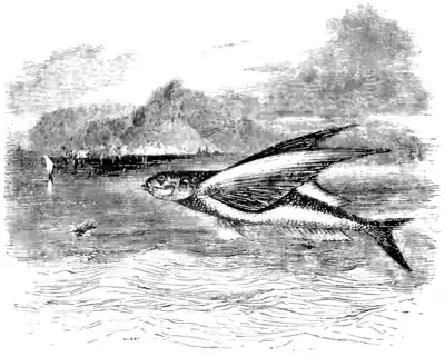 Natural History, Fishes p 219.png