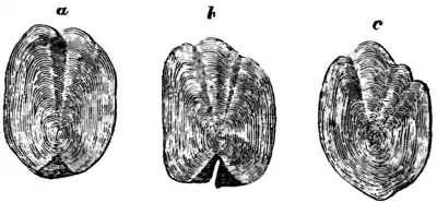 Natural History, Fishes p 221.png