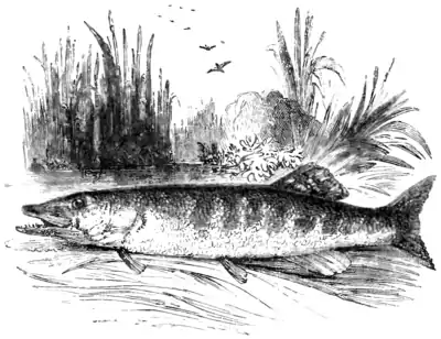 Natural History, Fishes p 222.png