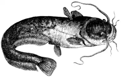 Natural History, Fishes p 229.png