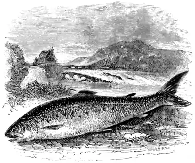 Natural History, Fishes p 232.png