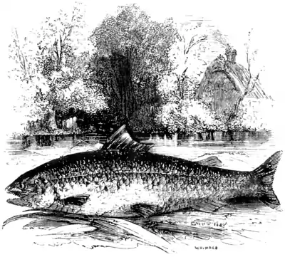 Natural History, Fishes p 239.png