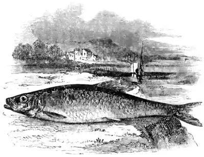 Natural History, Fishes p 244.png