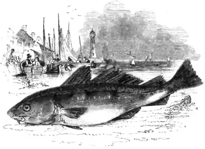 Natural History, Fishes p 252.png