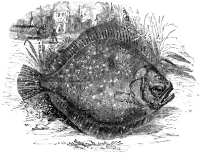 Natural History, Fishes p 264.png