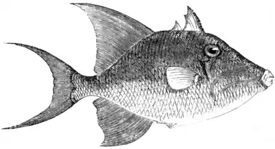 Natural History, Fishes p 290.png