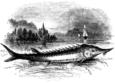 Natural History, Fishes p 297.png