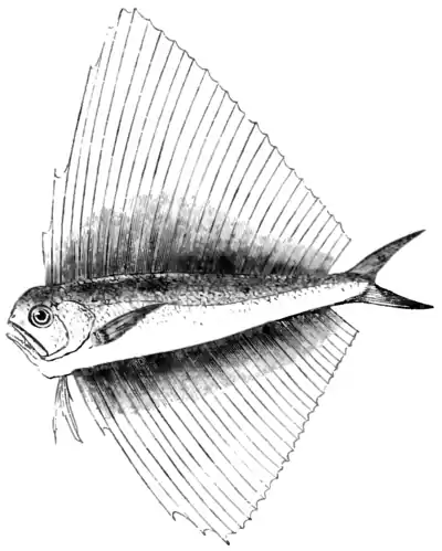 Natural History, Fishes p 55.png