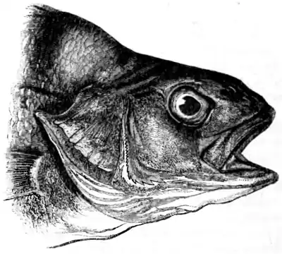 Natural History, Fishes p 60.png