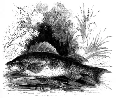 Natural History, Fishes p 61.png