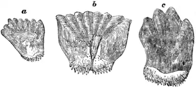 Natural History, Fishes p 68.png