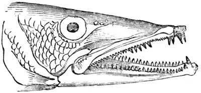 Natural History, Fishes p 70.png