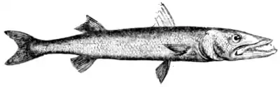 Natural History, Fishes p 71.png