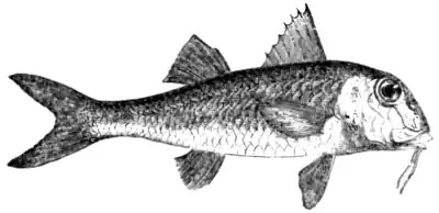 Natural History, Fishes p 75.png