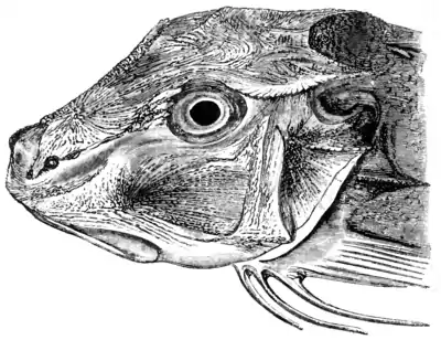 Natural History, Fishes p 88.png