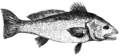 Natural History, Fishes p 92.png