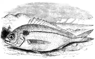 Natural History, Fishes p 99.png