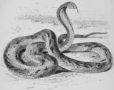 Natural History, Reptiles 214 HOODED SNAKE.png