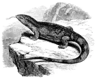 Natural History, Reptiles p 116.png