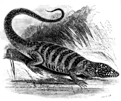 Natural History, Reptiles p 120.png