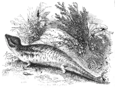 Natural History, Reptiles p 136.png