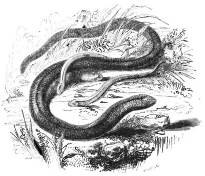 Natural History, Reptiles p 139.png