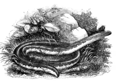 Natural History, Reptiles p 161.png