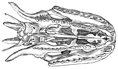 Natural History, Reptiles p 163a.png