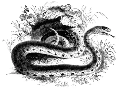 Natural History, Reptiles p 196.png