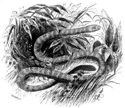 Natural History, Reptiles p 230.png