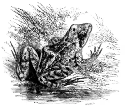 Natural History, Reptiles p 243.png