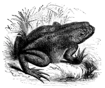 Natural History, Reptiles p 256.png