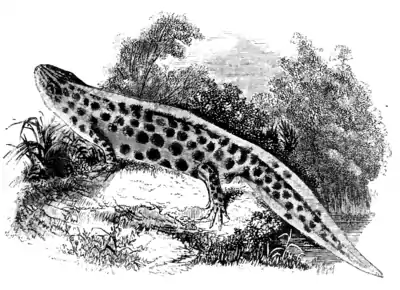 Natural History, Reptiles p 267.png