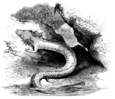 Natural History, Reptiles p 276.png