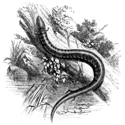 Natural History, Reptiles p 284.png