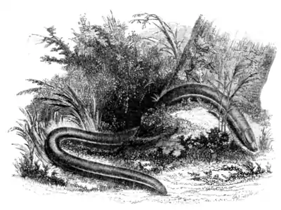 Natural History, Reptiles p 290.png